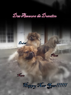 des Amours De Donaïco - Happy New Year!!!!!