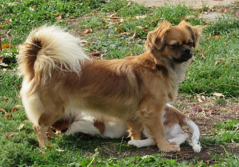 Jinchen des Amours De Donaïco