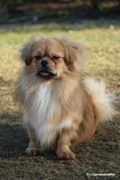 Lhawa des Amours De Donaïco